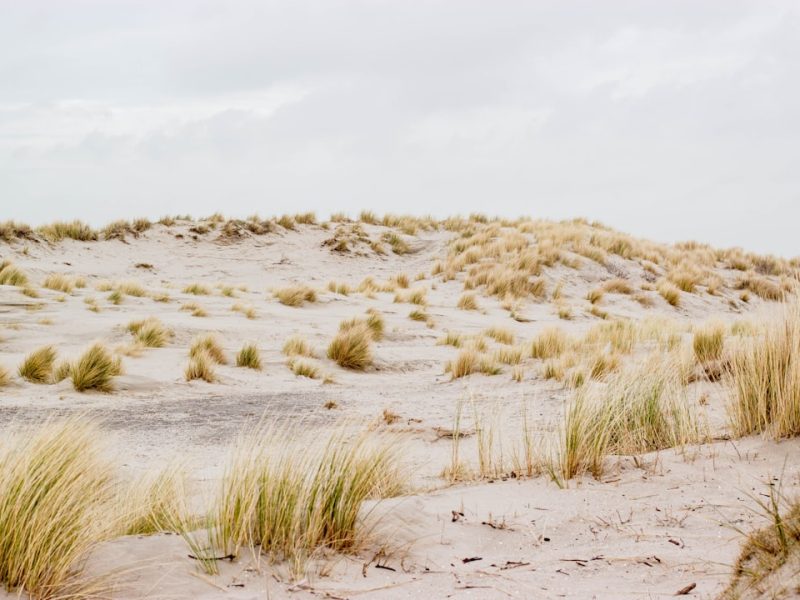 van aménagé garé sur les dunes de Stella-Plage Côte d'Opale lors du festival En Van Simone 2026