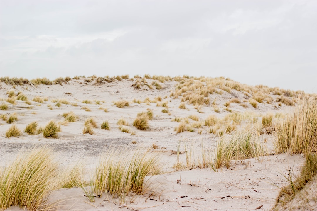van aménagé garé sur les dunes de Stella-Plage Côte d'Opale lors du festival En Van Simone 2026